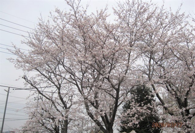 桜開花2020