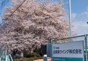 桜開花2023
